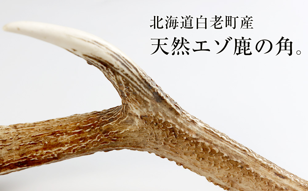 エゾシカ角（横約20cm×縦約60cm）｜ふるラボ